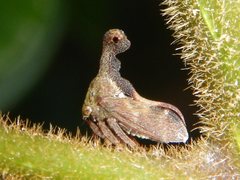 Eutryonia monstrifera