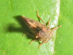 Eutryonia monstrifera