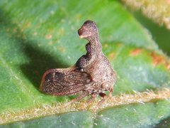 Eutryonia monstrifera