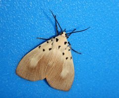 Asota iodamia