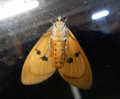 Asota iodamia