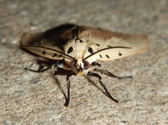 Asota iodamia