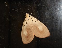 Asota iodamia