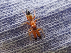 Myrmarachne helensmithae