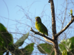 Bolbopsittacus lunulatus