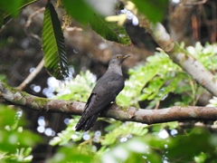 Cuculus saturatus