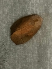 Nadata