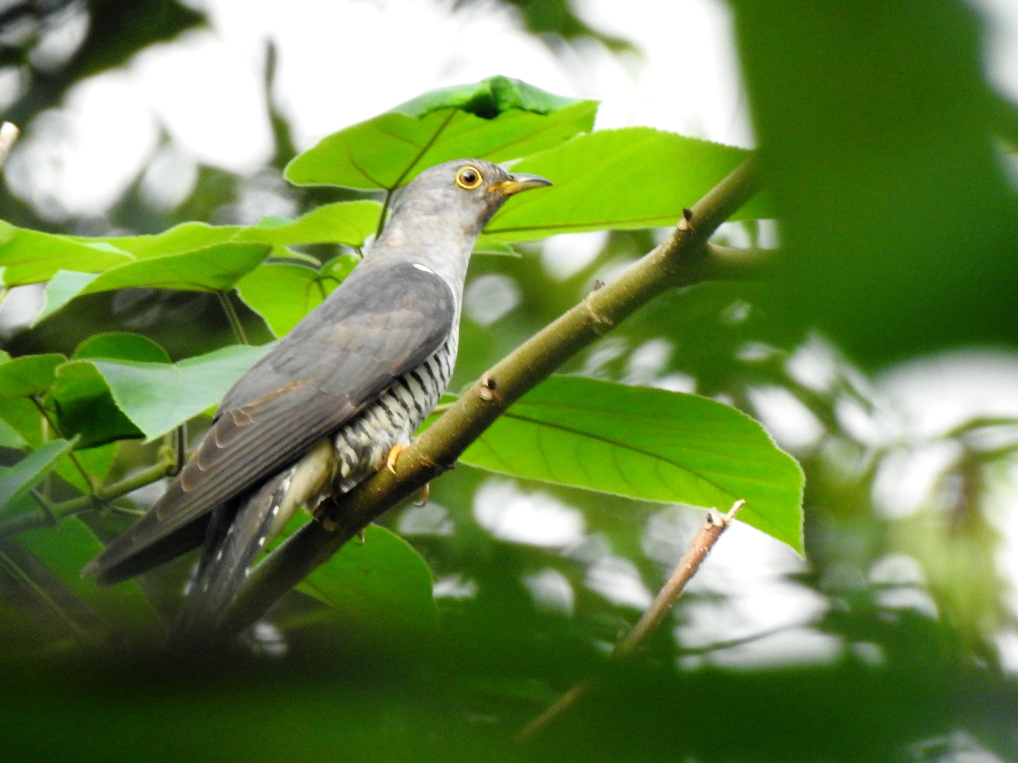 Himalayan Cuckoo (Cuculus saturatus)