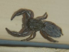 Holoplatys planissima