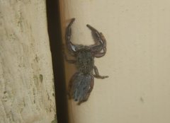 Holoplatys planissima