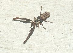 Piesarthrius marginellus