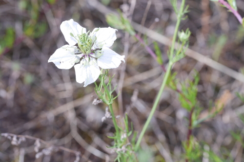 Image of Nigella arvensis by no rights reserved