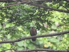 Phapitreron leucotis