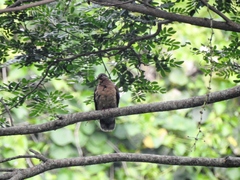 Phapitreron leucotis