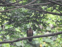 Phapitreron leucotis