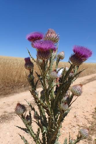 Image of Onopordum nervosum by (c) Jorge Íñiguez, some rights reserved (CC BY)