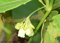 Solena amplexicaulis