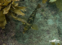 Notolabrus inscriptus