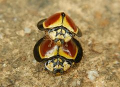 Australoneda bourgeoisi