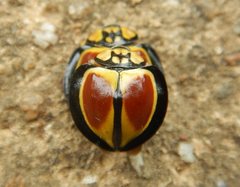 Australoneda bourgeoisi