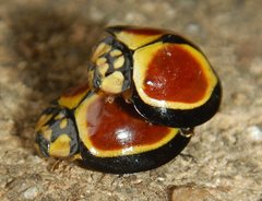 Australoneda bourgeoisi