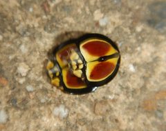 Australoneda bourgeoisi