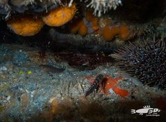Notoclinops segmentatus
