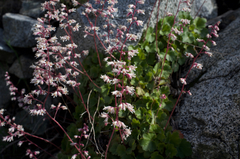 Heuchera caespitosa