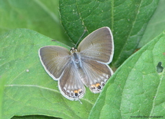 Euchrysops cnejus cnejus