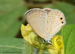 Euchrysops cnejus cnejus