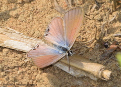 Euchrysops cnejus cnejus
