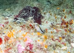 Parablennius laticlavius