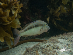 Upeneichthys