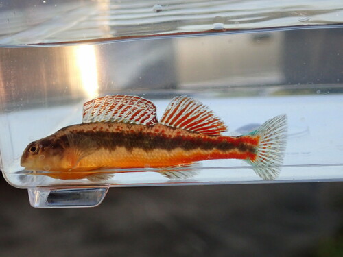 Blackside Snubnose Darter