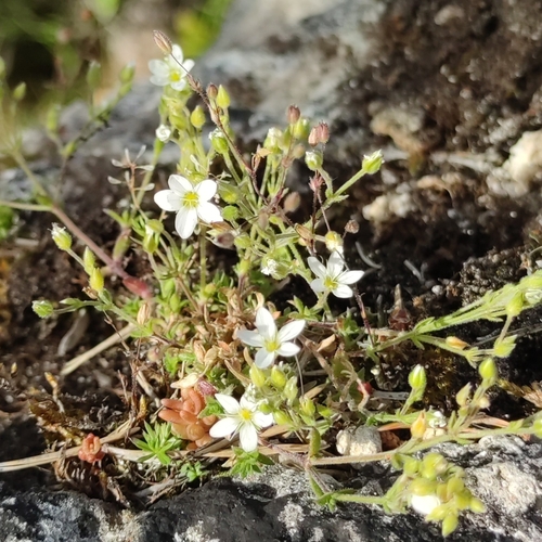 Representative image of Arenaria ligericina