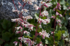 Heuchera caespitosa