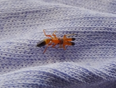 Myrmarachne helensmithae