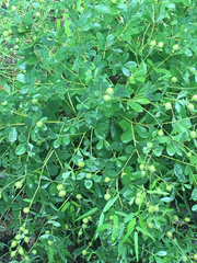 Baptisia nuttalliana