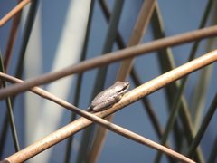 Litoria olongburensis