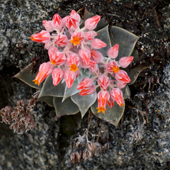 Dudleya cymosa pumila