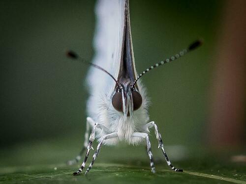 Celastrina argiolus argiolus