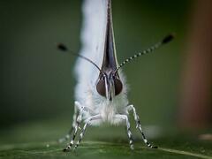 Holly Blue
