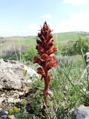 Orobanche alba