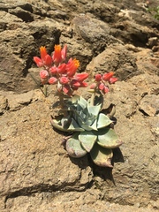 Dudleya cymosa pumila