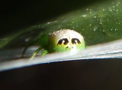 Bijoaraneus praesignis