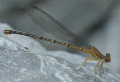 Argia sedula