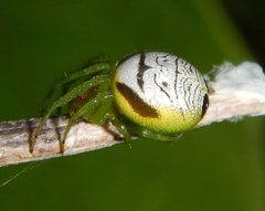 Bijoaraneus praesignis