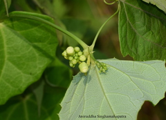 Solena amplexicaulis