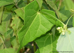 Solena amplexicaulis