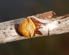 Araneus cyrtarachnoides